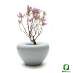 Jardinera SCOOP Plant