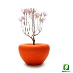 Jardinera SCOOP Plant